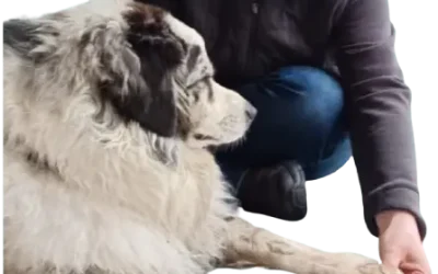 Shiatsu pour chien : bienfaits, séance et conseils