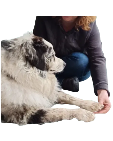 Chien relaxé pendant une séance de shiatsu