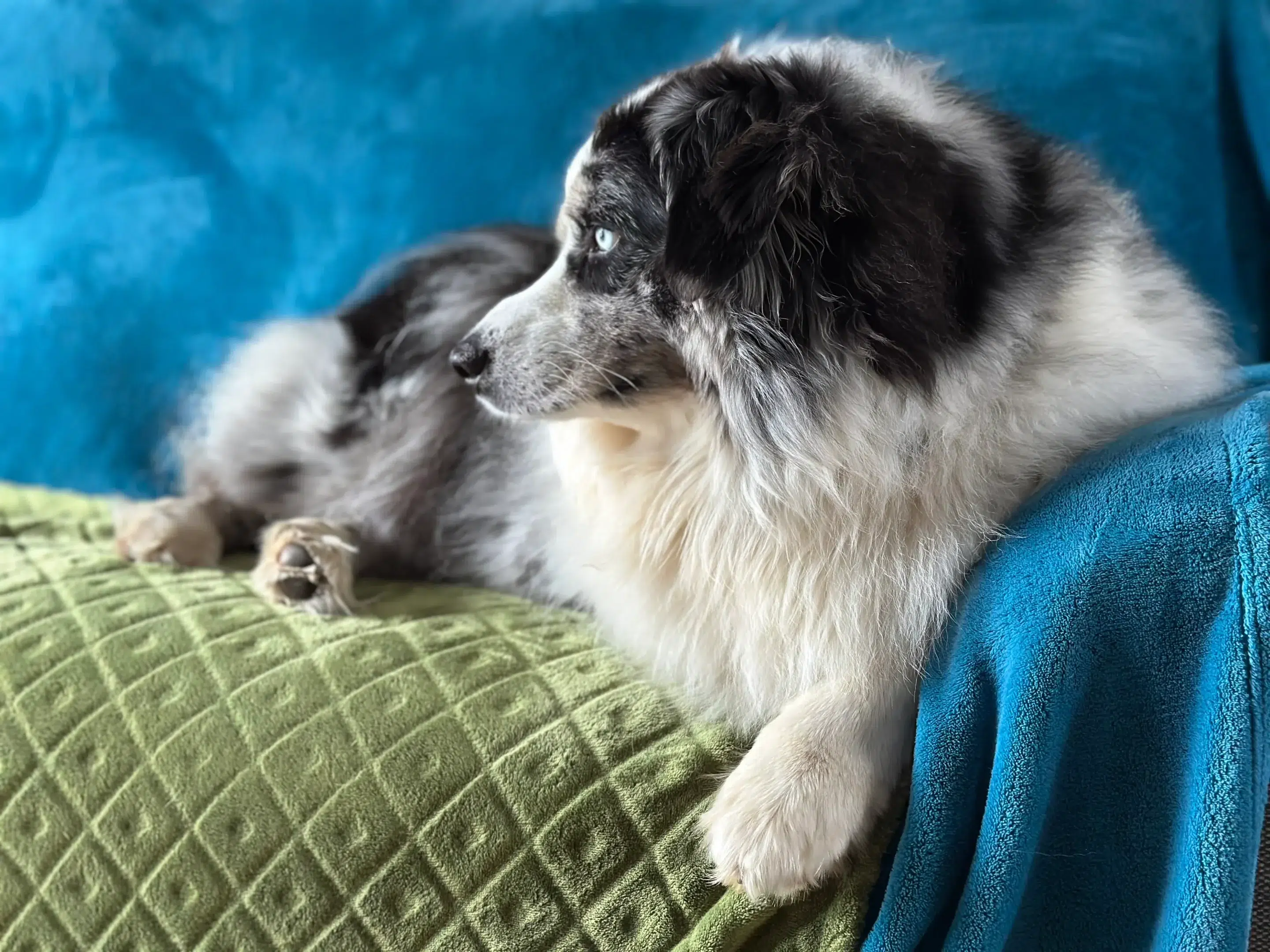 Chien après une séance de shiatsu canin