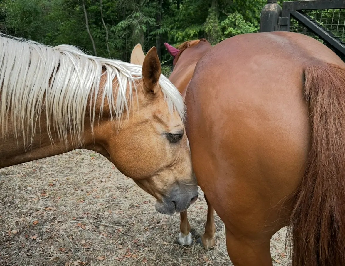 Cheval pendant une séance de shiatsu équin