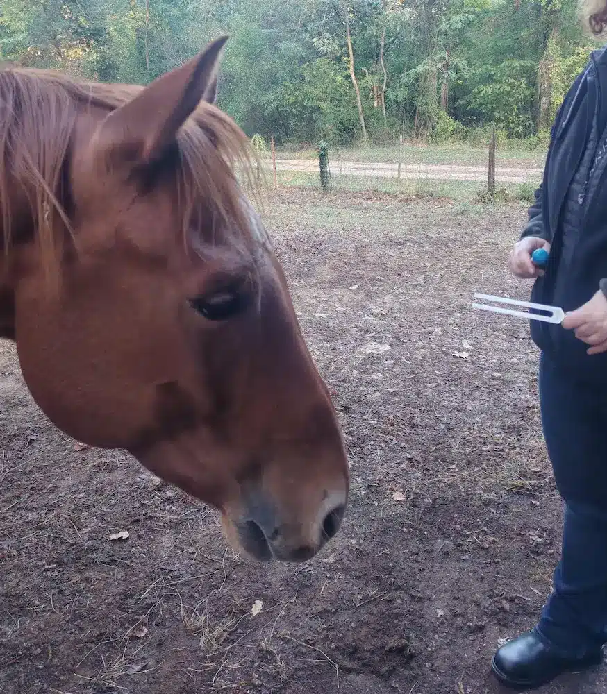 Séance de Phi Therapy® avec un cheval