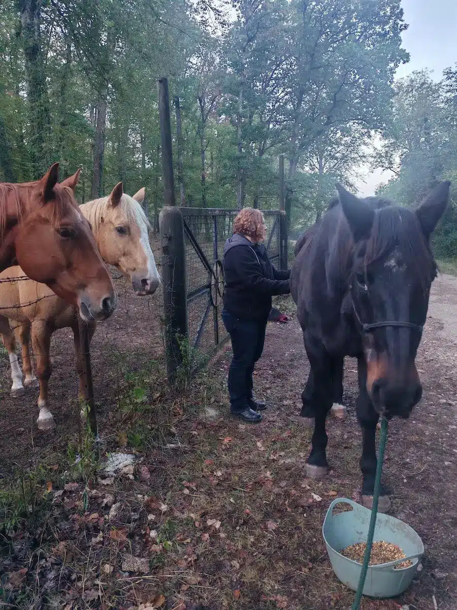 Séance de shiatsu cheval 